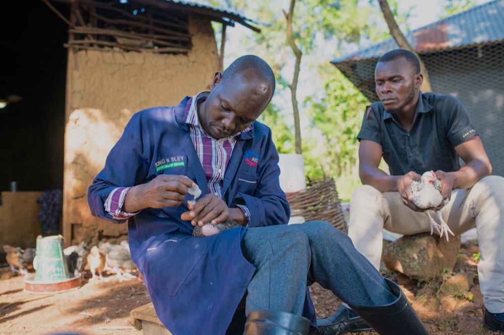 A Kenyan man administers an eyedrops to a chicken as another man sits behind him.