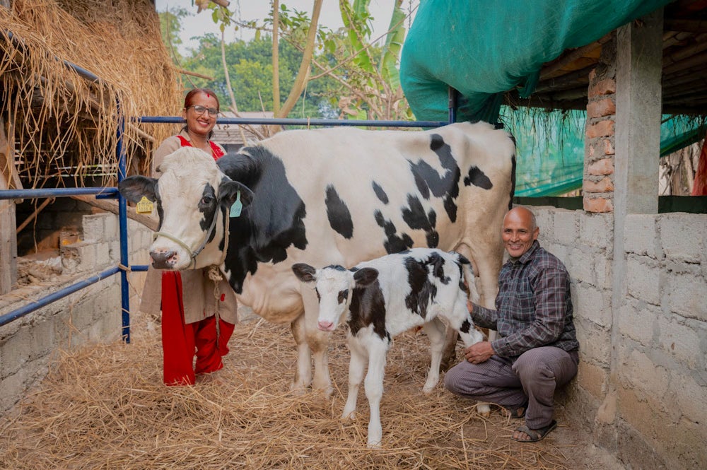 A smiling woman in a red sari and a man in a plaid shirt and trousers crouch beside a Holstein cow and its calf in a farm setting.