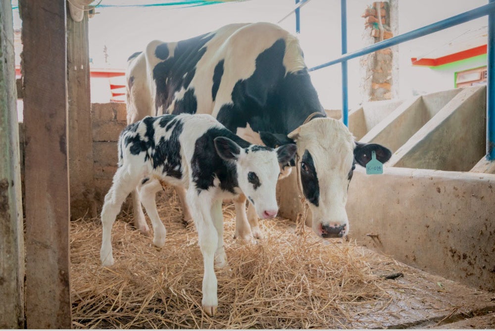 A newborn black and white Holstein calf stands beside its mother in a straw-covered stall.