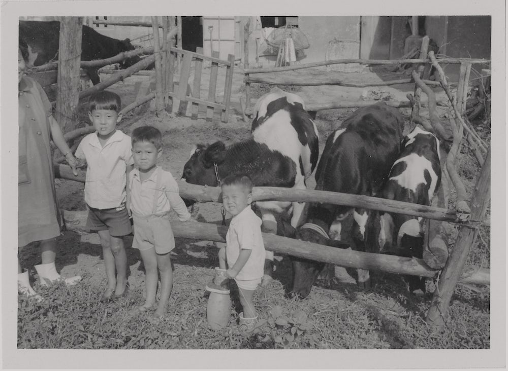 A black-and-white historical photo showing three young children posing with Holstein cows behind a wooden fence.