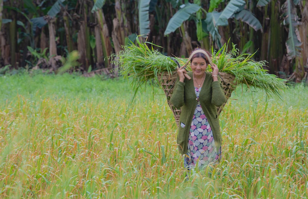 A woman walks through a field carrying a bunch of fodder on her head.