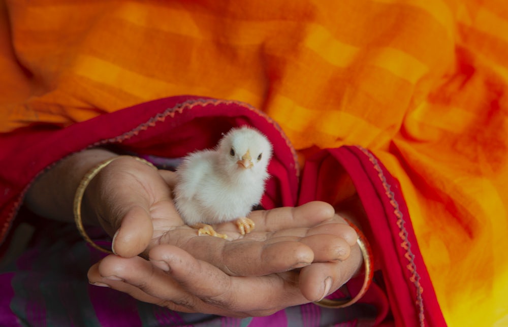 A close up shot shows a woman's two hands holding a chick.