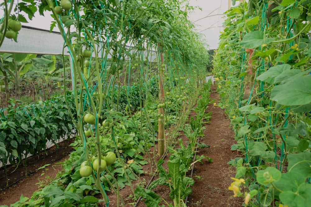 A photo inside a greenhouse shows rows of tomato plants.