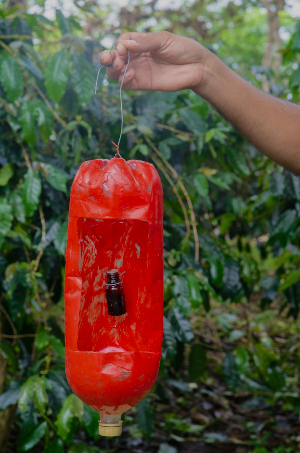 A person holds up a red plastic bottle with a hole cut in it to attract and kill pests.