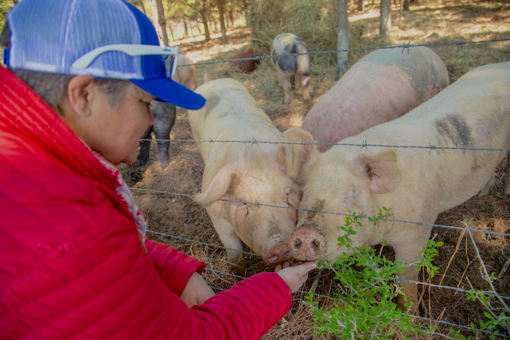 A woman feeds three pigs through a fence.
