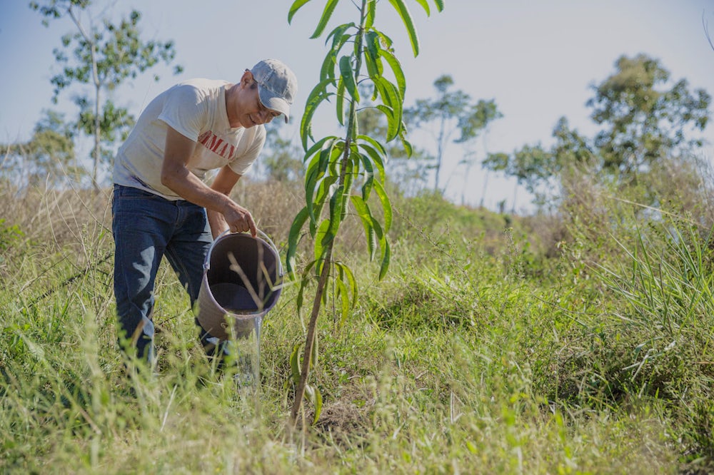 A man waters a mango tree in Mexico.