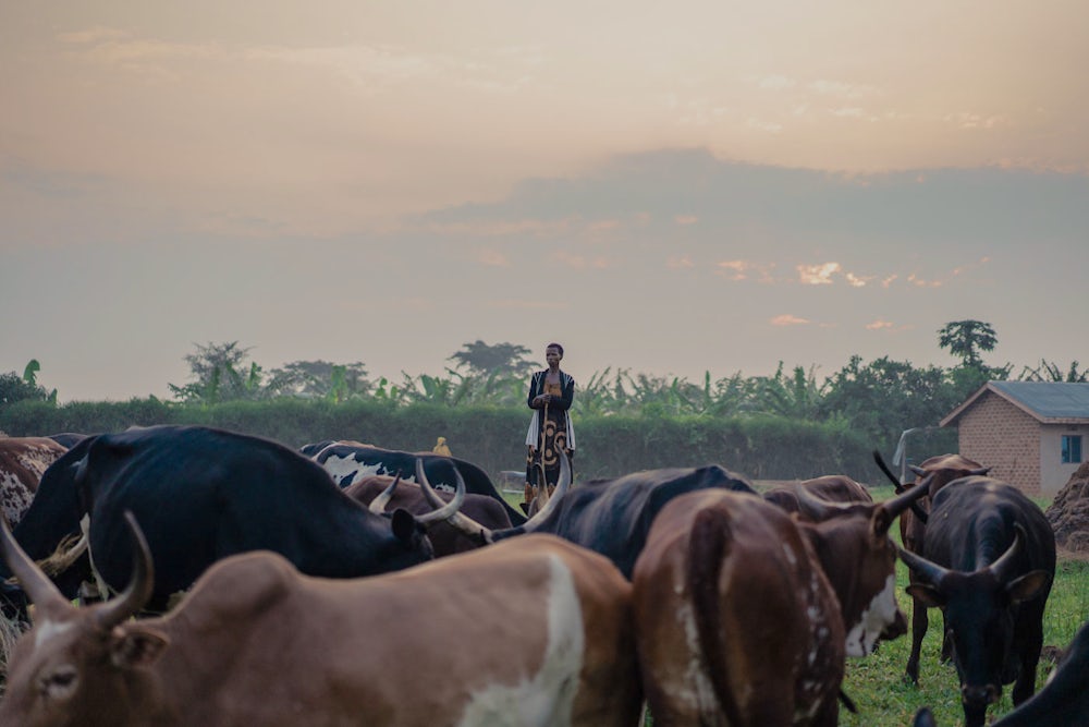 A Ugandan woman watches from afar as her cattle graze.