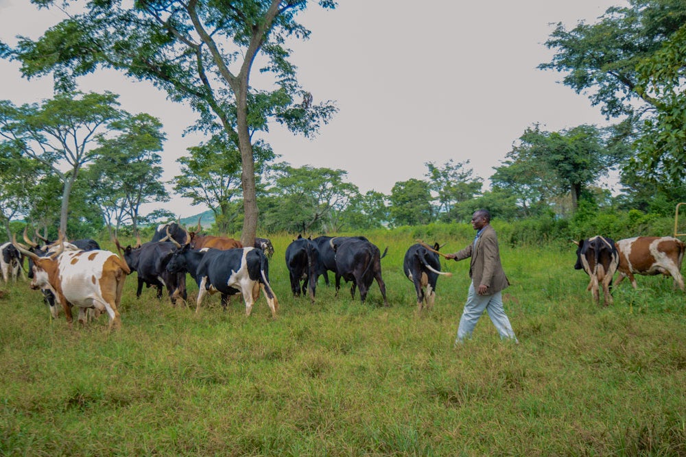 A man walks alongside a herd of cattle in a green pasture.