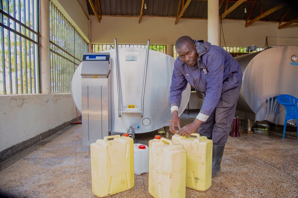 A worker in dark overalls handles yellow jerry cans in front of a stainless steel milk cooler.