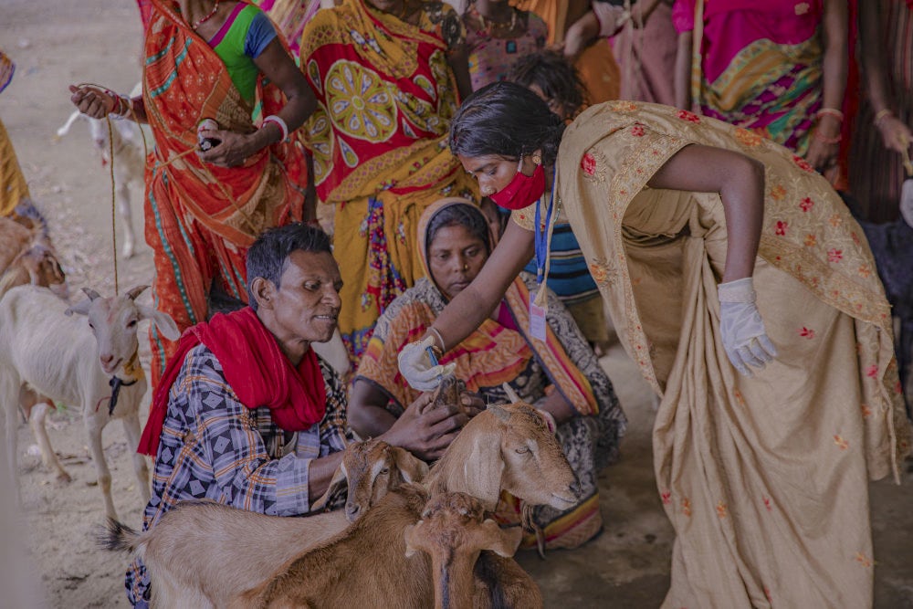 Kunti Devi providing medicines to goat producers in an animal health camp.