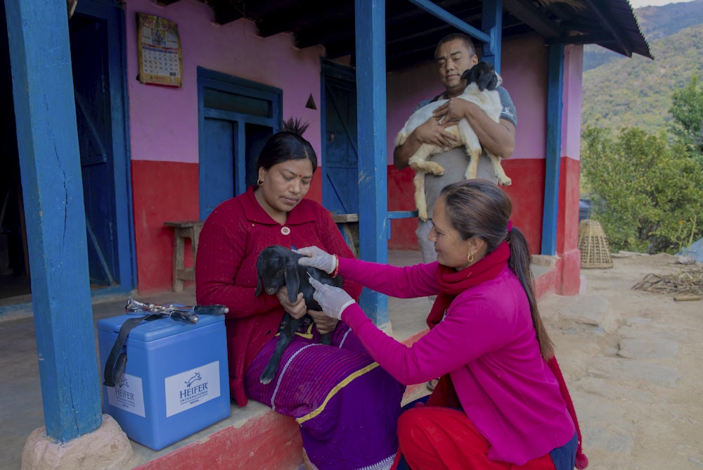 A woman vaccinating a farmer's goat in a village. 