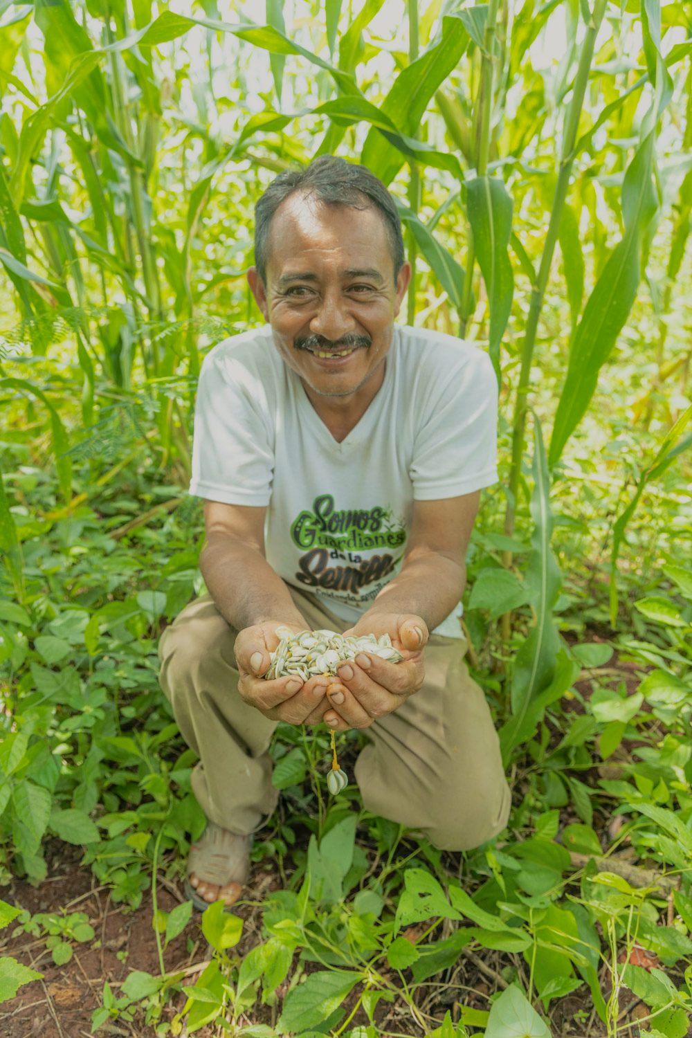 A happy farmer crouched in a cornfield holds a handful of seeds.