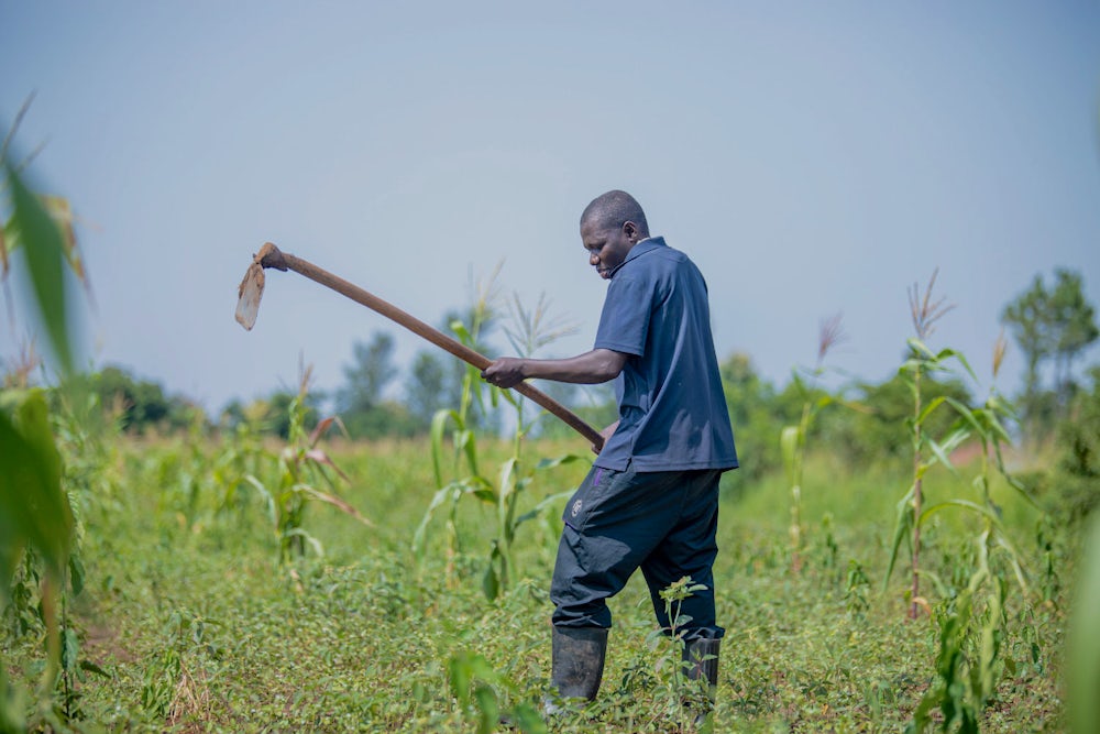 A farmer in dark clothing and gumboots wields a hoe on a sunny day in a cornfield.