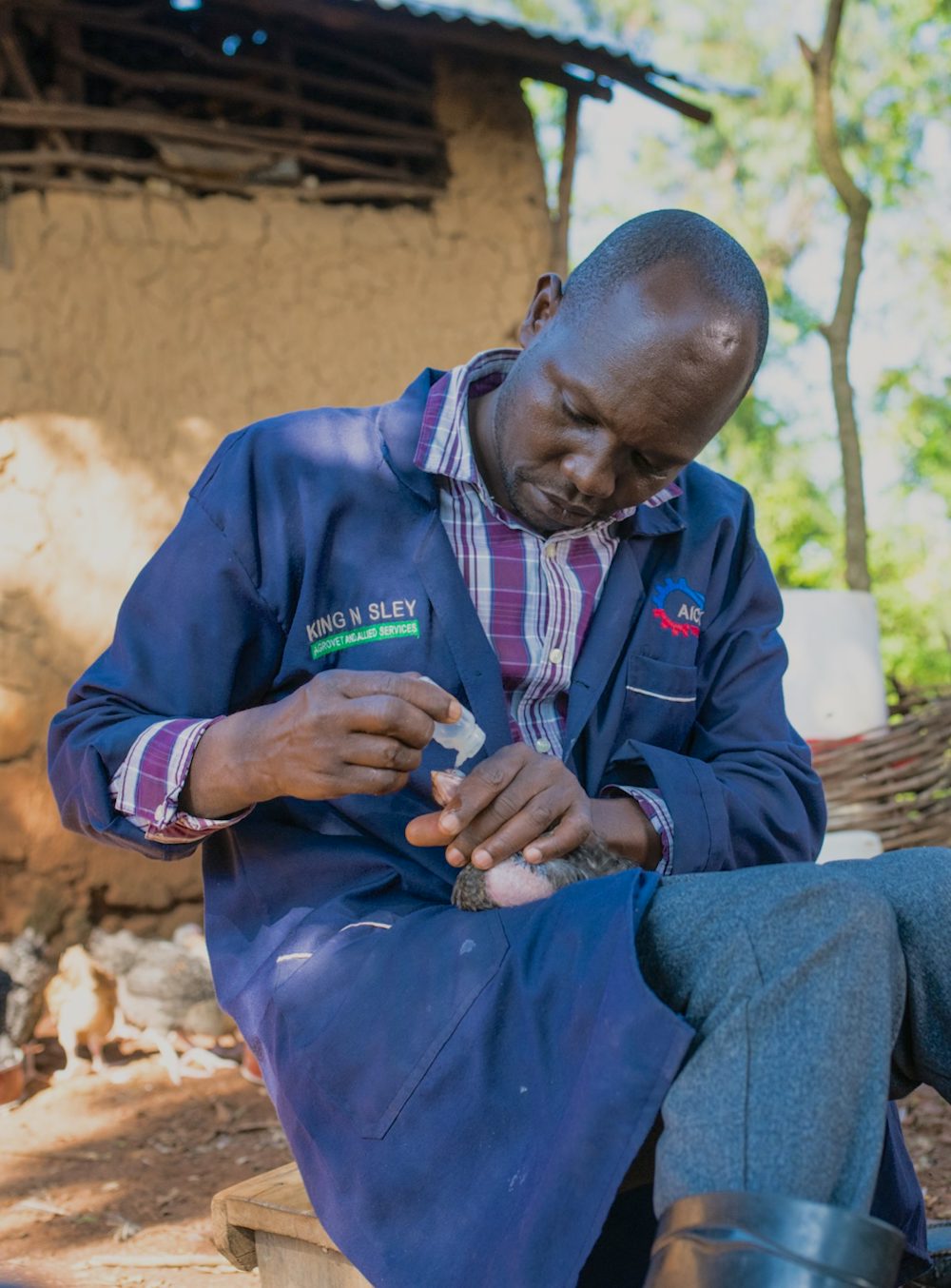 A vet administers a vaccinated eyedrops to a chicken.