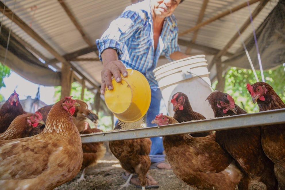 A man pours feed into a trough for his chickens.