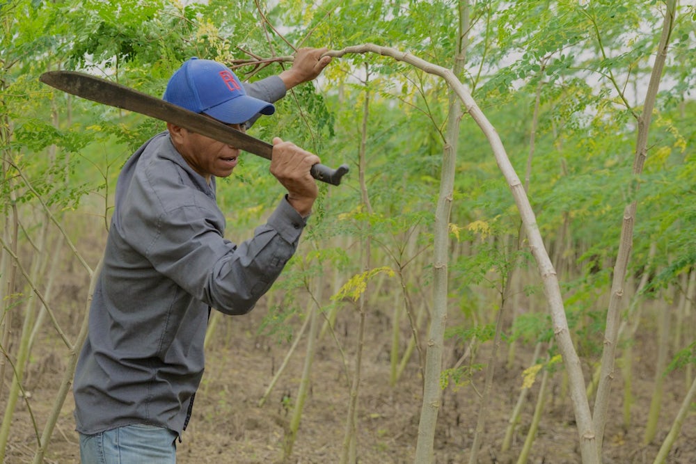 A man swings a machete at a small tree branch.