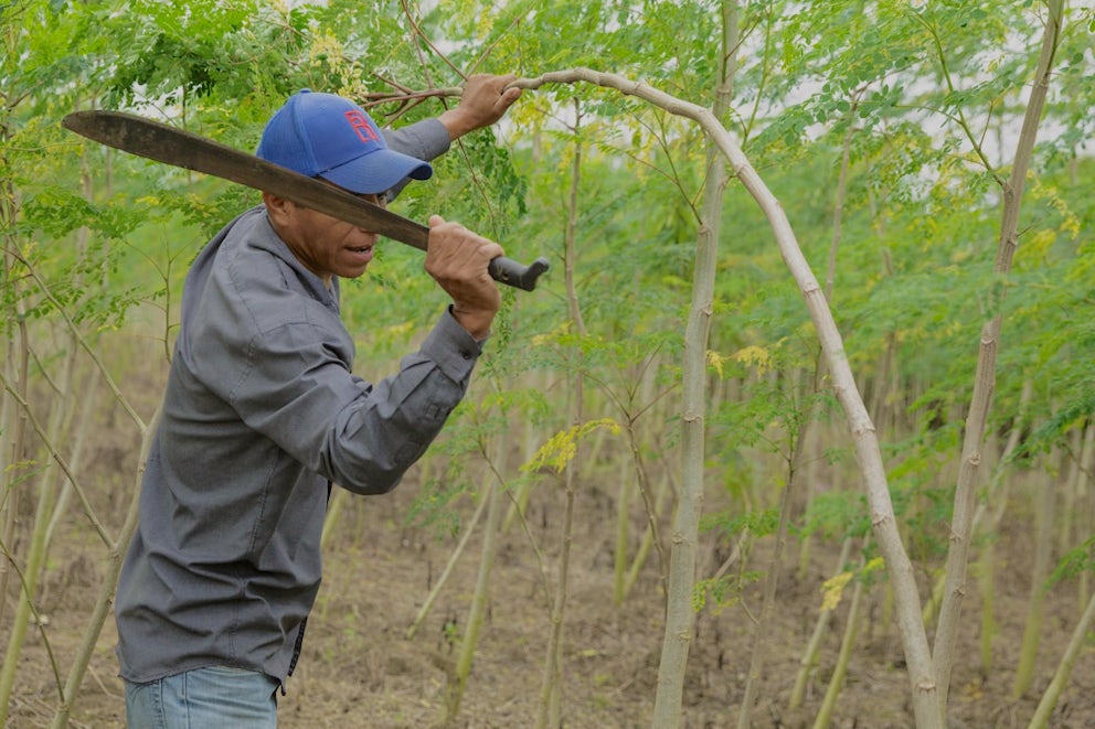 A man uses a machete to chop at a small tree.