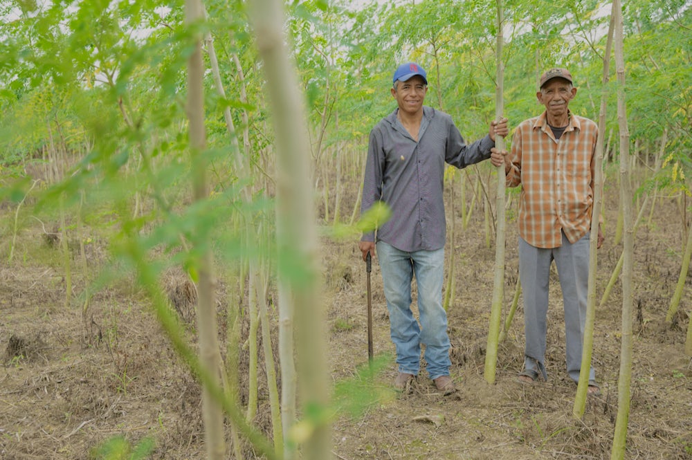 A father and son stand in a grove of small trees.