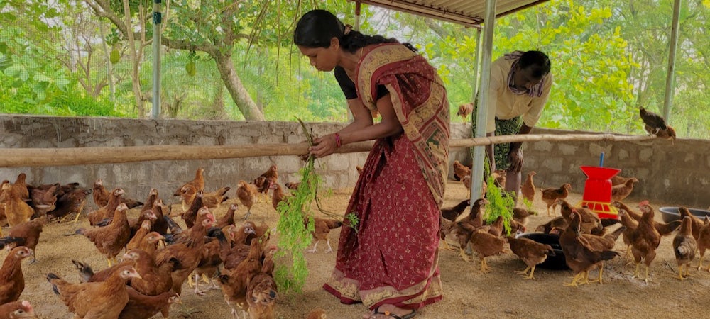 A woman attaches a few tree branches to a feeding stick in her chicken coop.