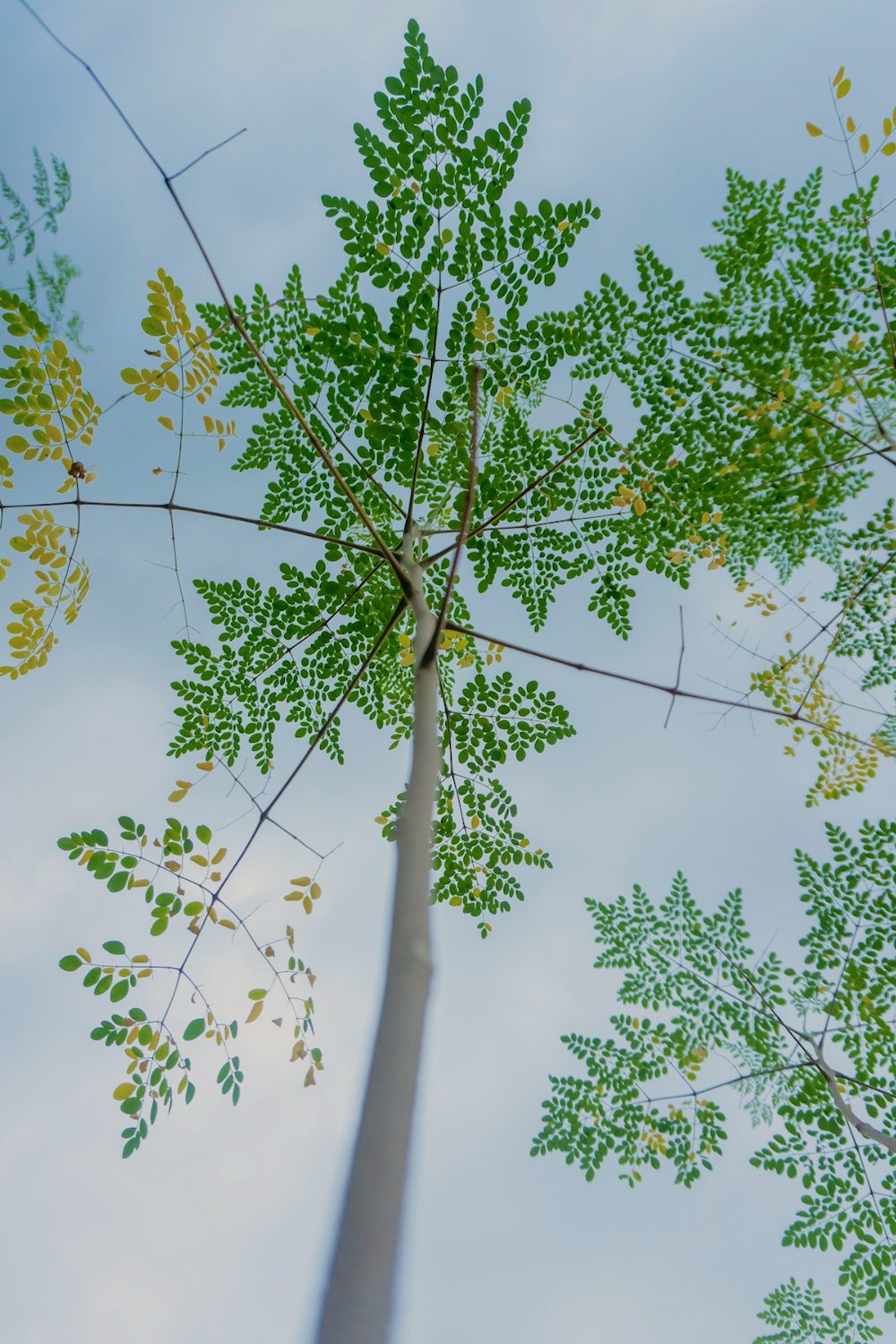 A shot of a tree's green leaves, looking up from the ground.