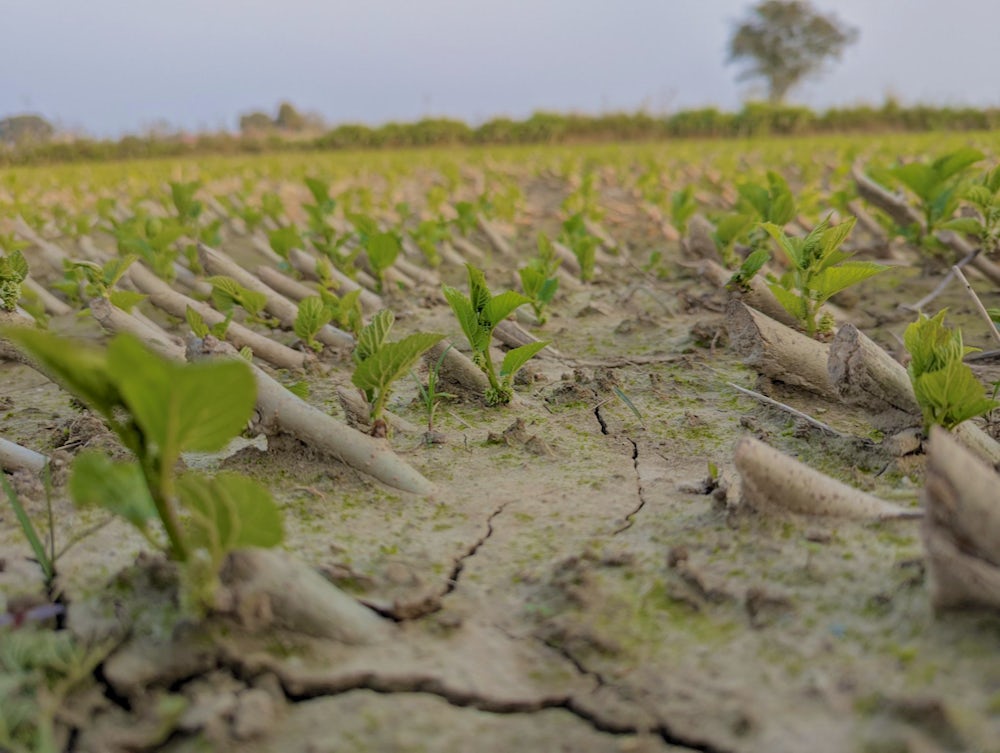 A close up shot of seedlings in a field.