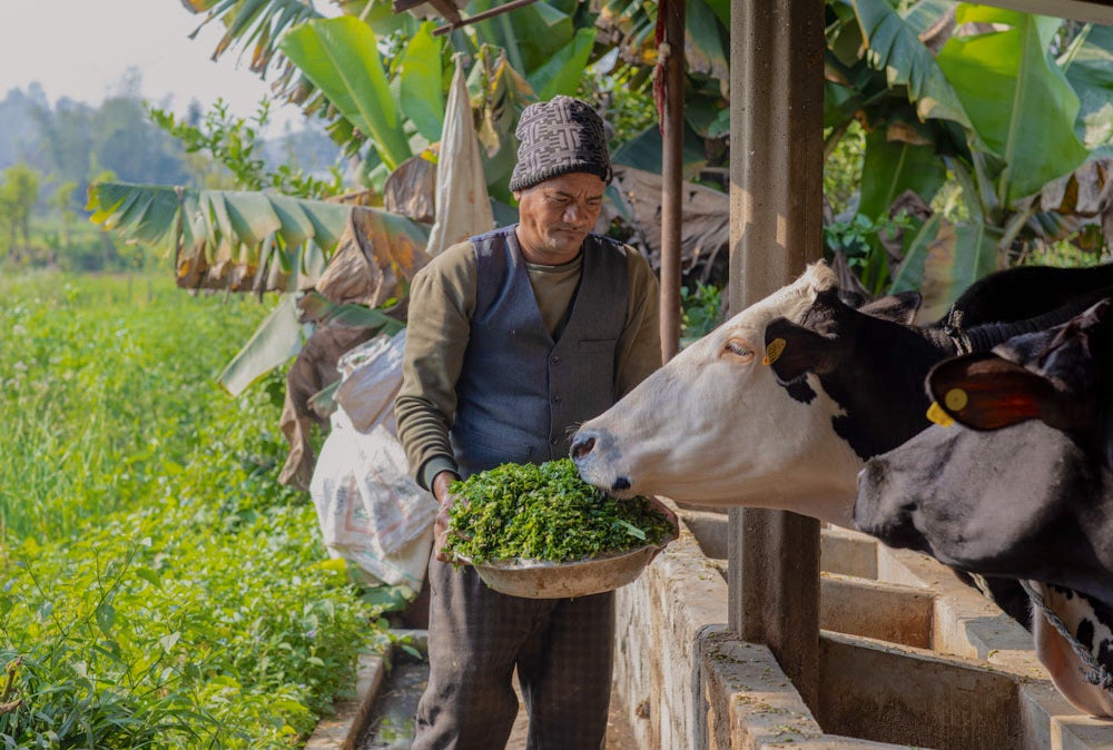 A Nepali man feeds a cow green forage.