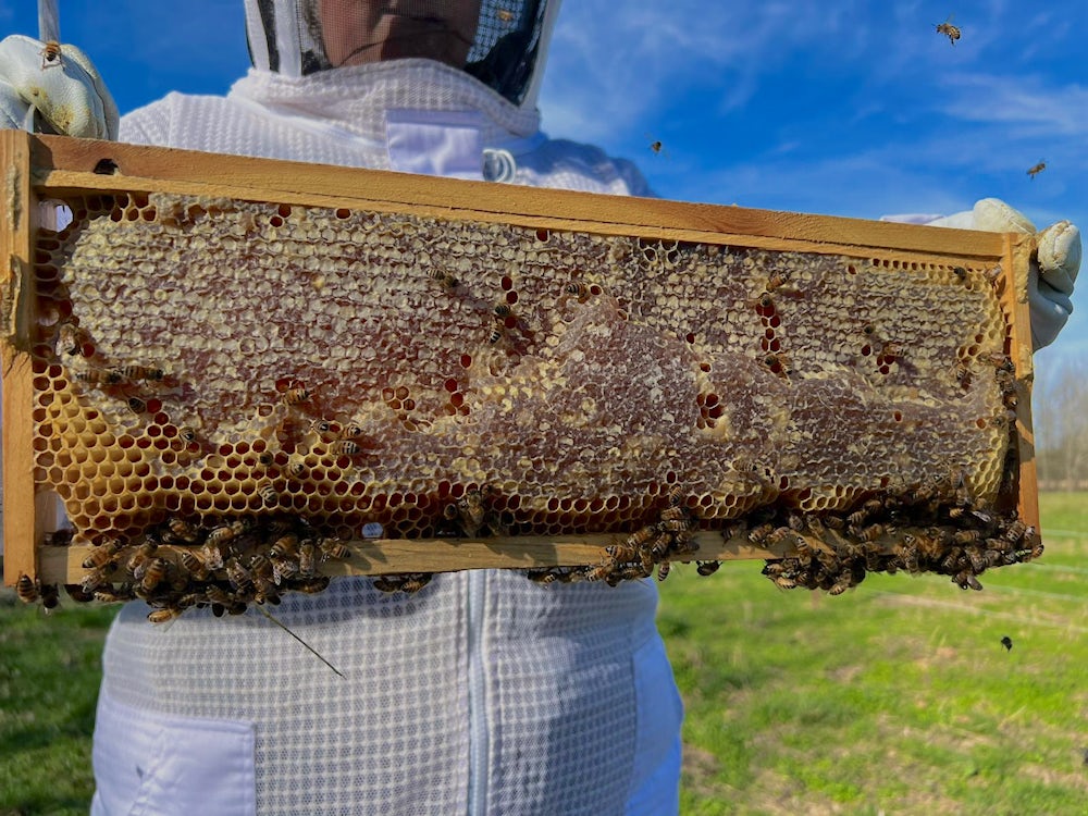 A beekeeper holds up bees in honeycomb at Heifer Ranch