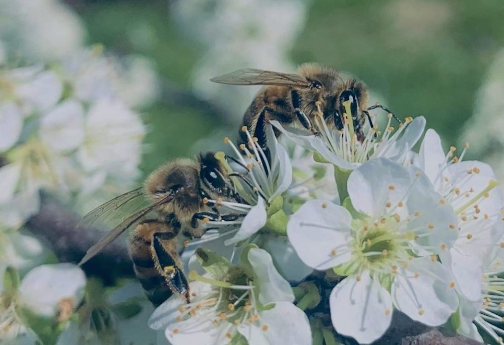 Honeybees pollinate white flowers