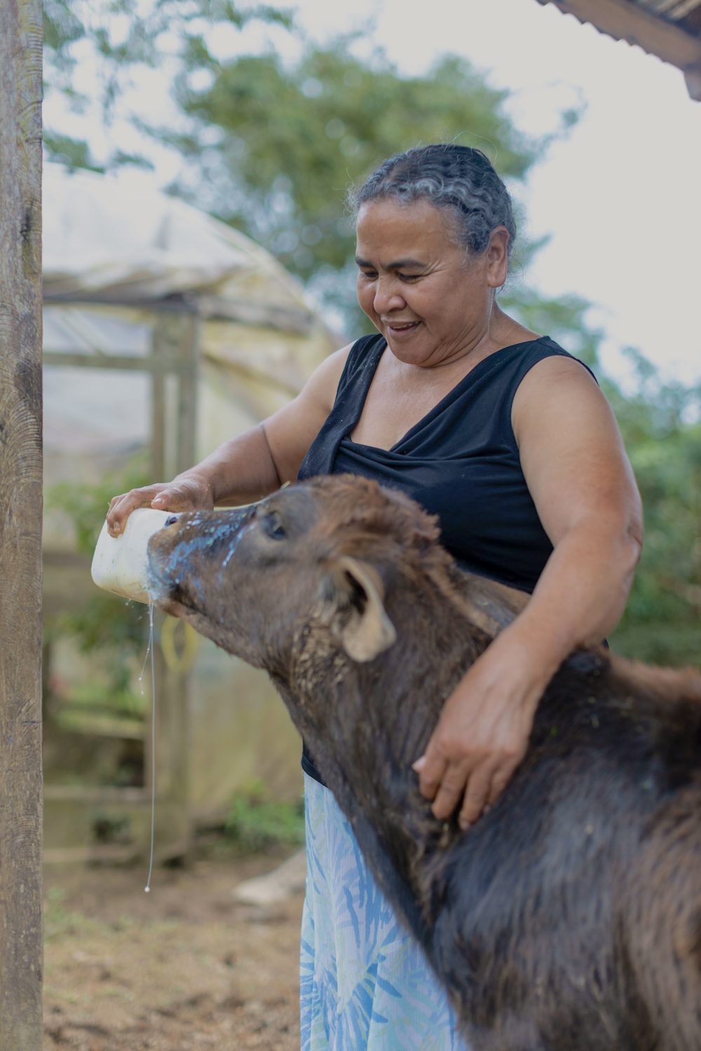 A woman feeding a calf with milk from a bottle. 