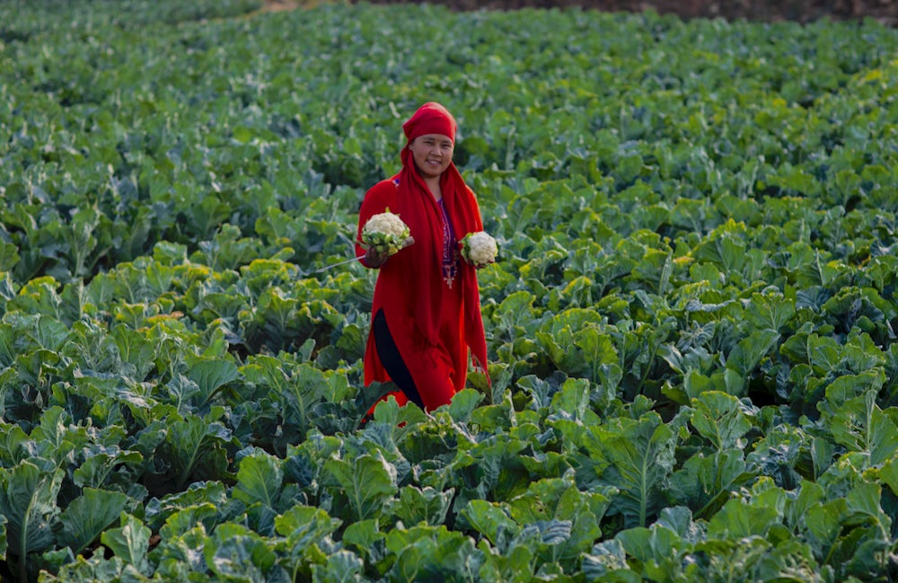 A woman holds a cauliflowers in each hand, as she stands in a field. 