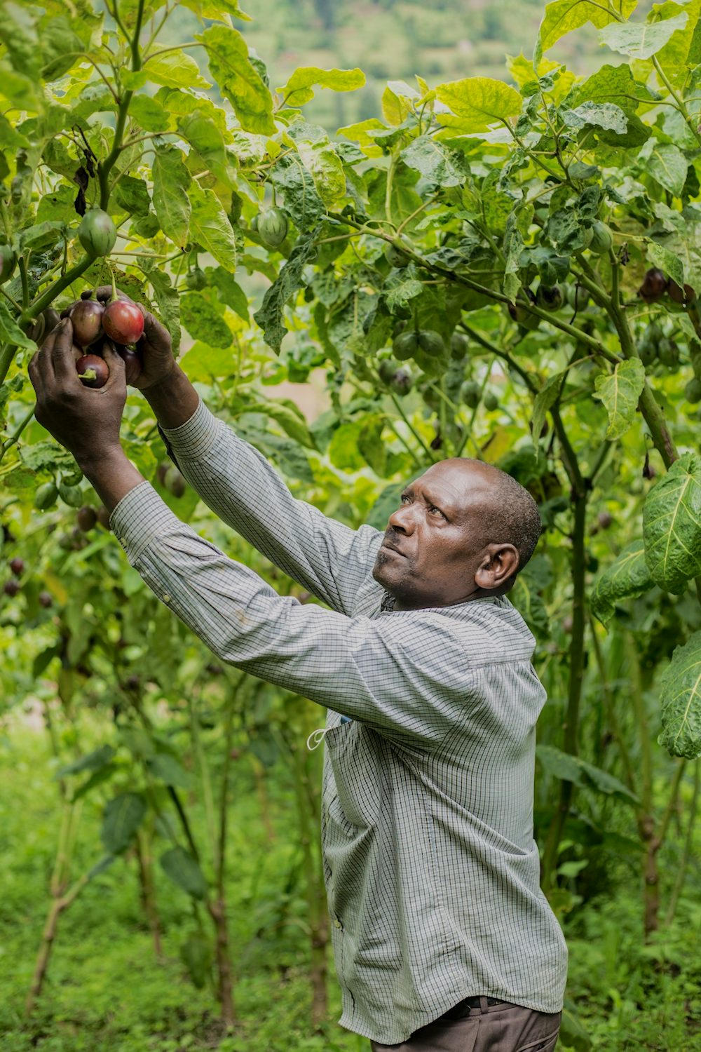 A man reaches up to a tree's branches to harvest fruit.