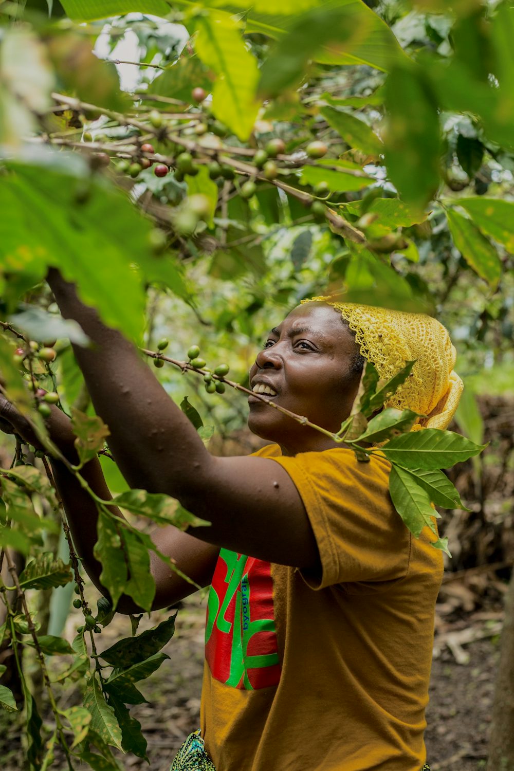 A woman harvests fruits from a tree.