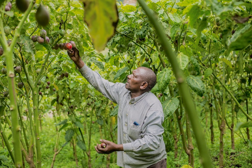 A man in Rwanda harvests fruit from a tree.