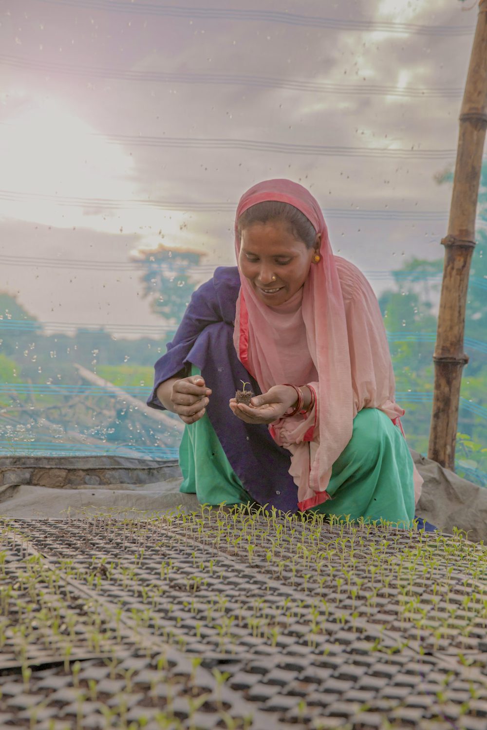 A middle aged woman holding a tender sapling with hands inside a self constructed greenhouse in her field in Bihar, India. 