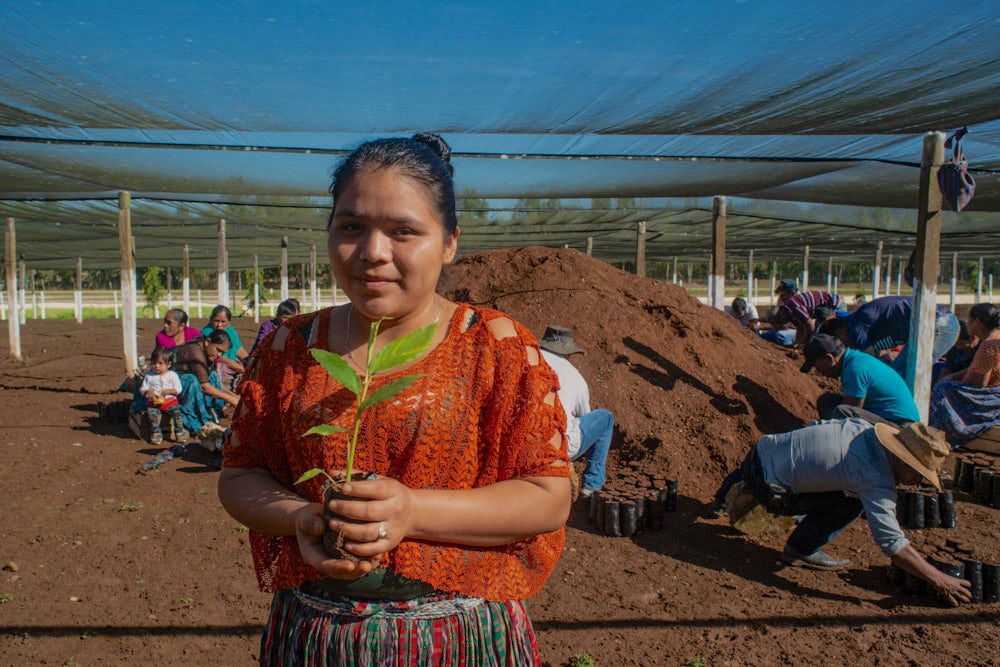 A woman in Guatemala holds a seedling.