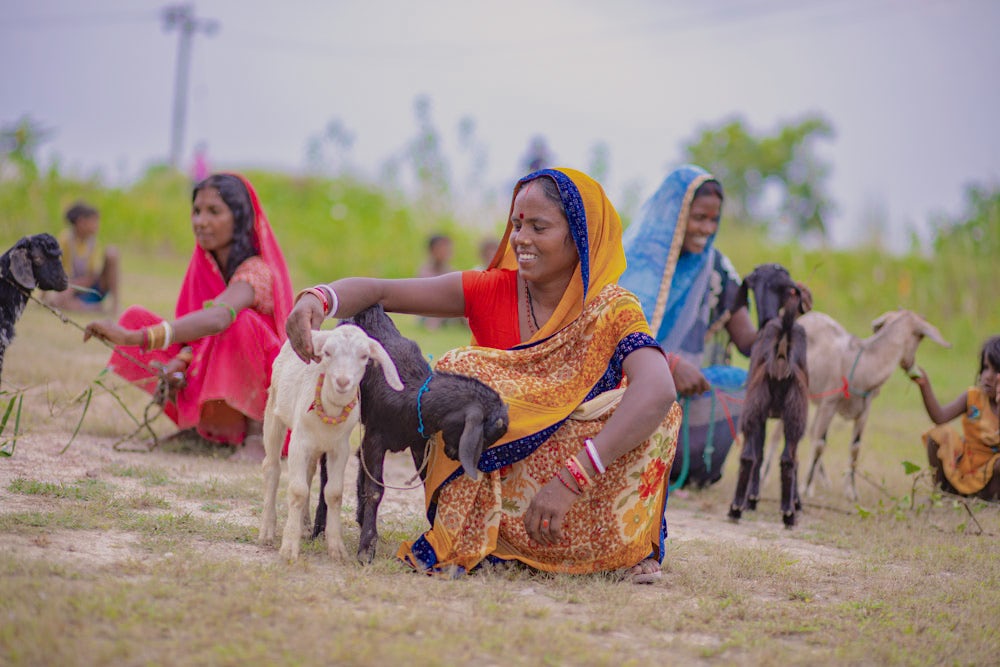 A woman in India sits next to two goats.