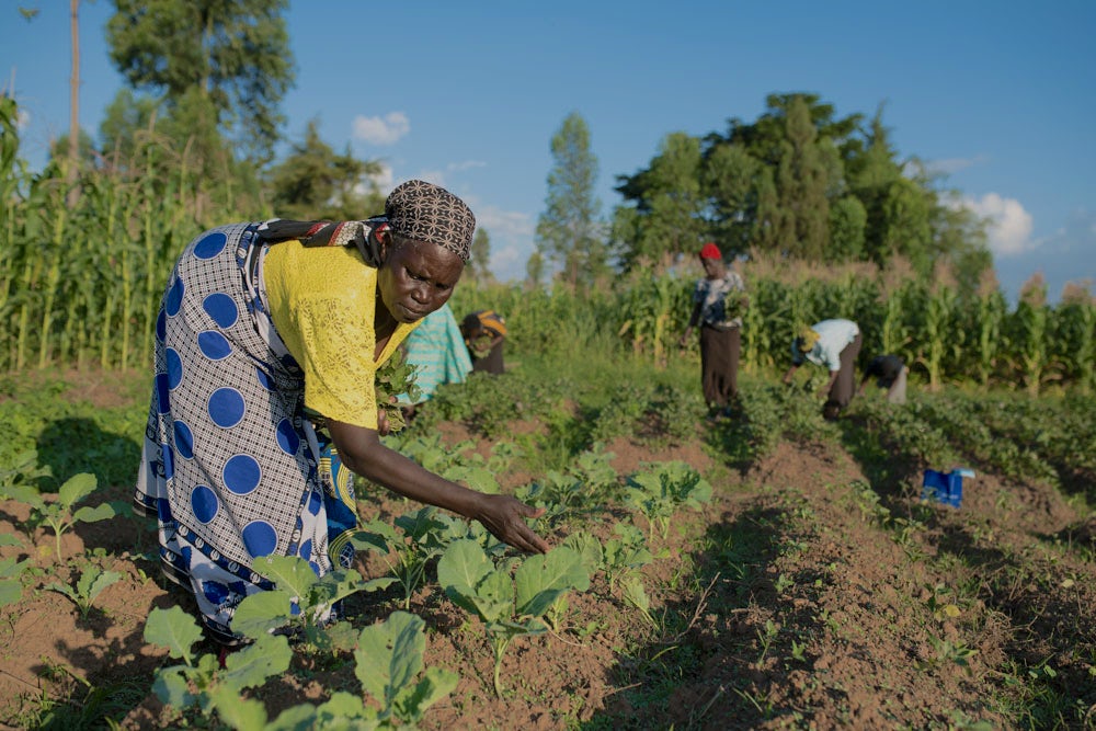 A woman tends to her crops in Kenya. 