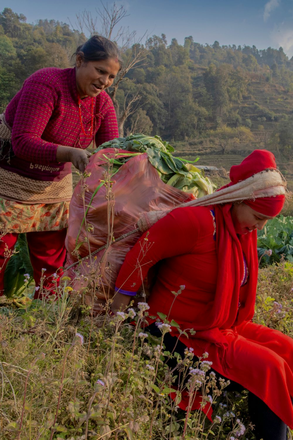 Women farmers collect vegetables from their fields.