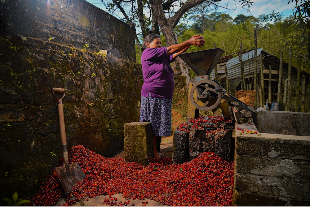 A woman harvests and processes coffee cherries.