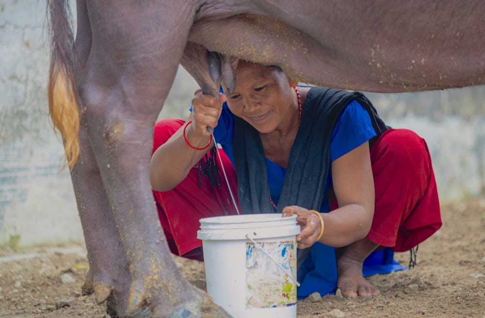一位妇女正在给水牛挤奶。