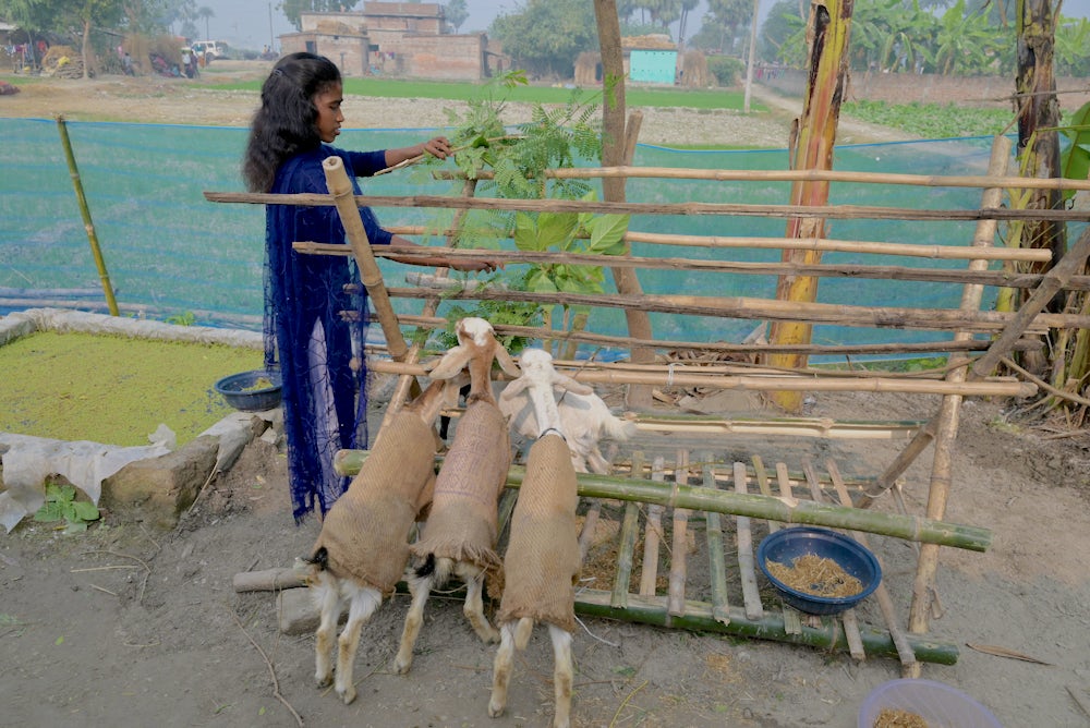 A young woman feeding green fodder to her goats in her farm.