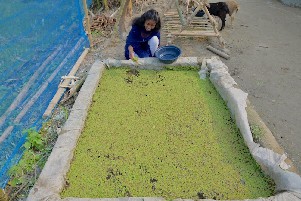 A woman picking up azolla to prepare feed for her goats. 