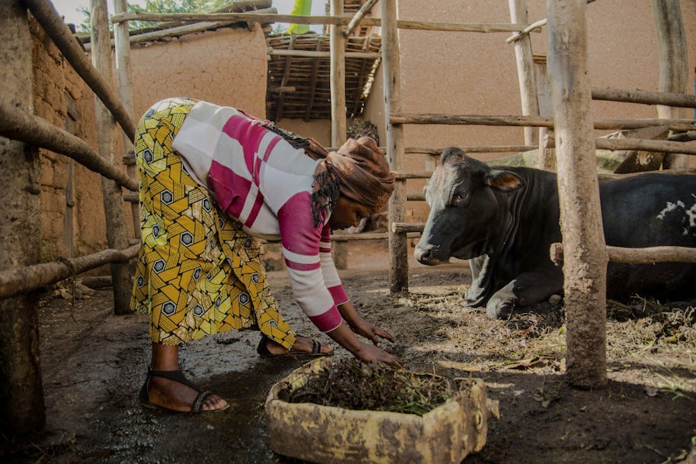 A woman picking organic waste from her cattle shed in a village. 