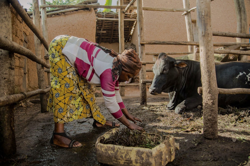 A woman picking organic waste from her cattle shed in a village.