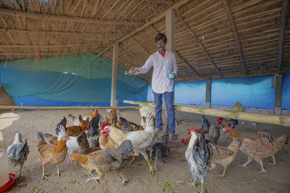 A man feeding his poultry birds in a self-constructed chicken coop in a village.