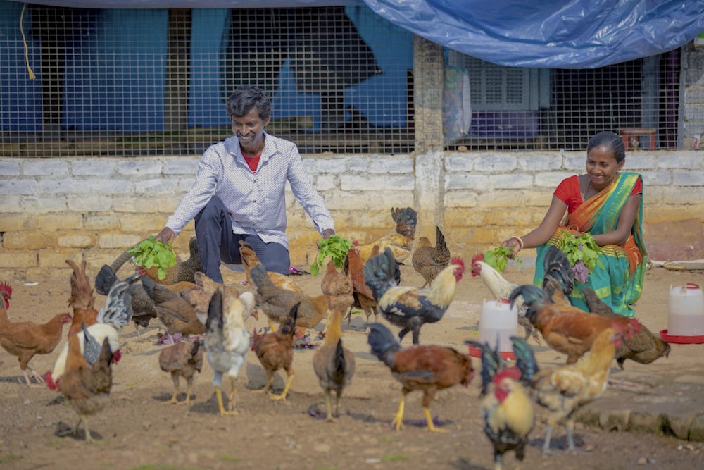 A man and a woman feeding their poultry birds in a self-constructed chicken coop in their village. 