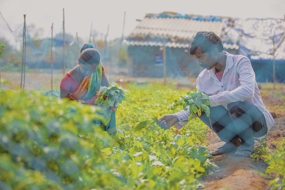 A man and a woman picking fresh vegetables from their homestead kitchen garden.