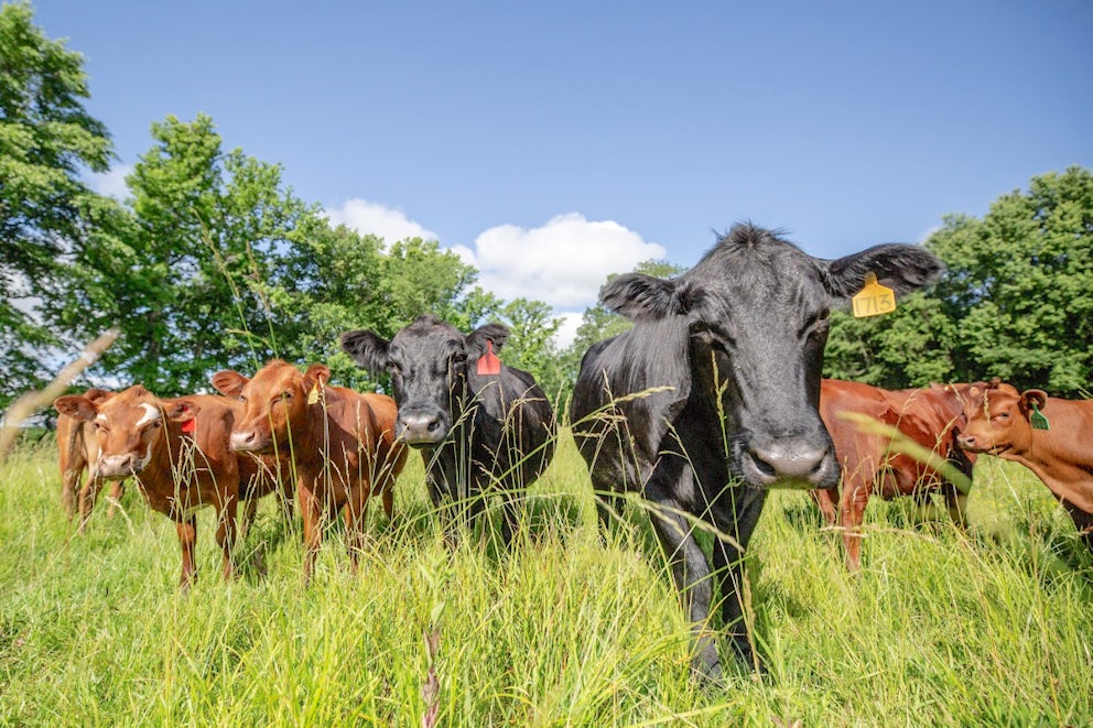 A herd of cows stands in a field of green grass.