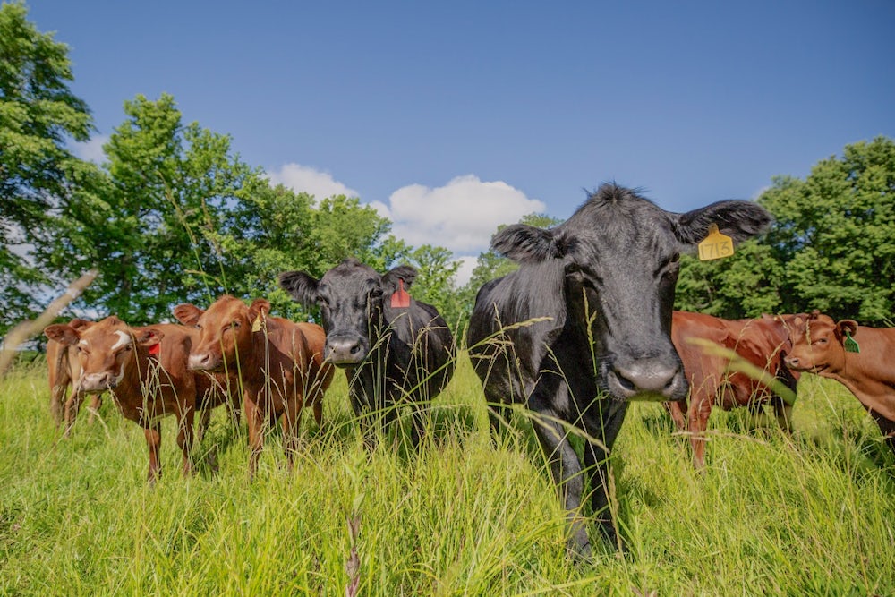 A herd of cows look directly into a camera.