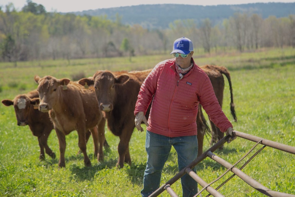 A woman moves a gate in front of a herd of cows in a green pasture.